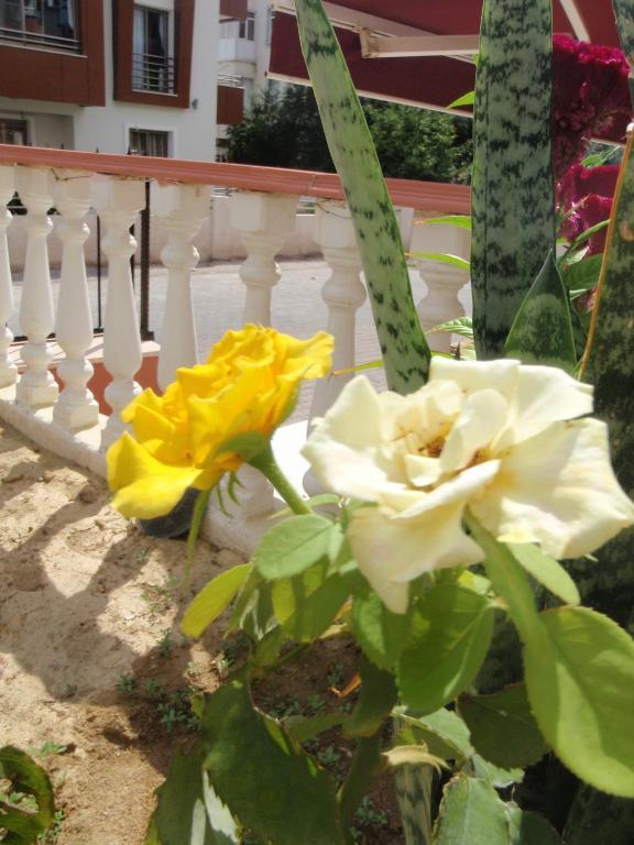 Aloe Apart Hotel Marmaris Bagian luar foto