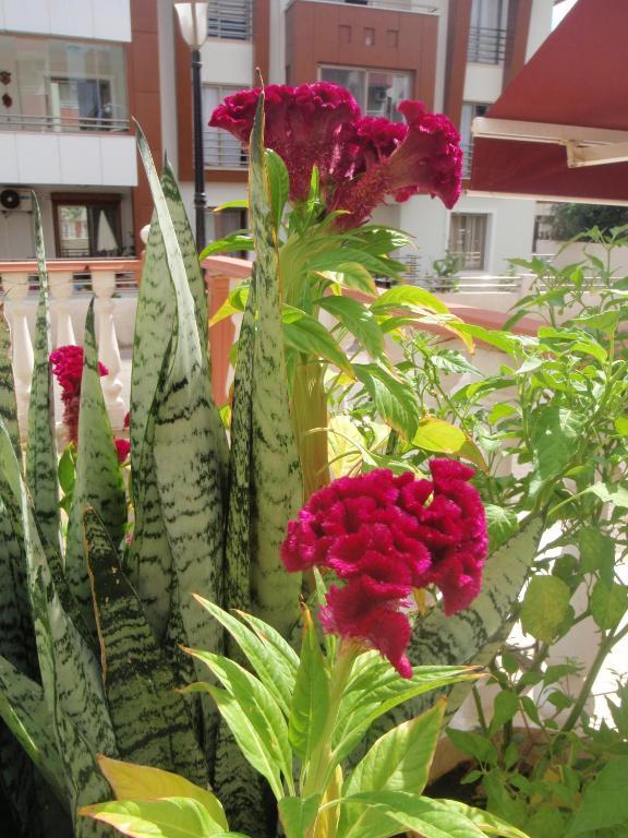 Aloe Apart Hotel Marmaris Bagian luar foto