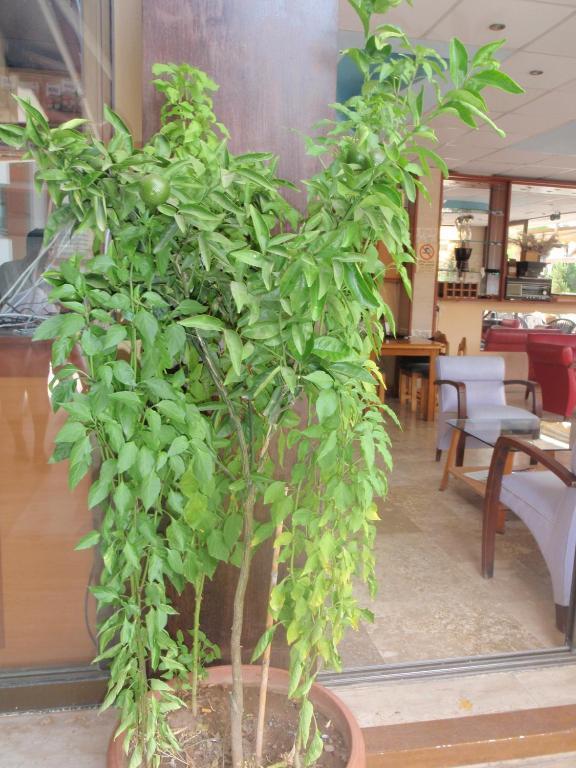 Aloe Apart Hotel Marmaris Bagian luar foto